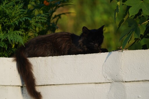 I'm on a 2 week vacation in rural South Korea AMA
